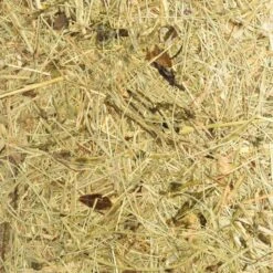 ALMUT 2610 Wandlampe Ø 25cm, Heu Pur 17 ALMUT 2610 Wandlampe Ø 25cm, Heu Pur -Lampen Welt 7594146 8